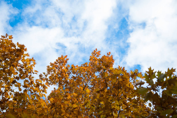 Autumnal trees and blue sky - Foto, afbeelding