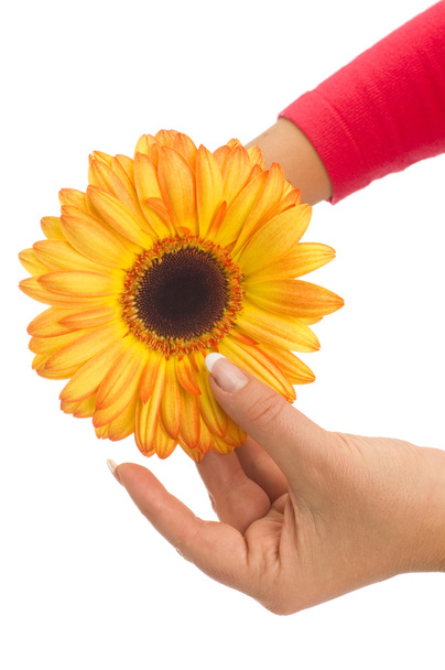 Yellow flower in hand - Фото, изображение