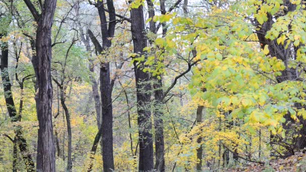 Dettaglio di ramoscello nella foresta autunnale, zoom in
 - Filmati, video