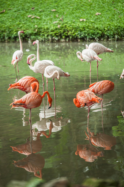Vaaleanpunaiset flamingot vedessä - Valokuva, kuva