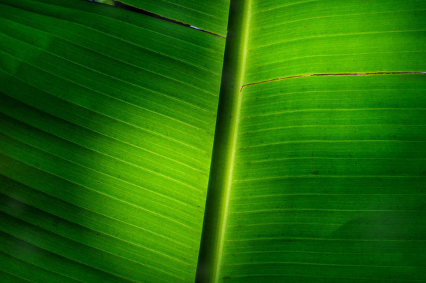 Banana leaf opadają - Zdjęcie, obraz