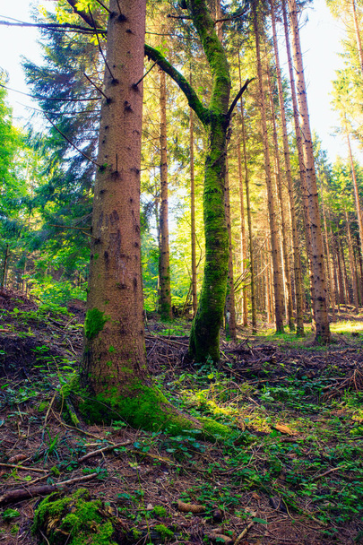 Spruce forest, Slovenia - Photo, Image