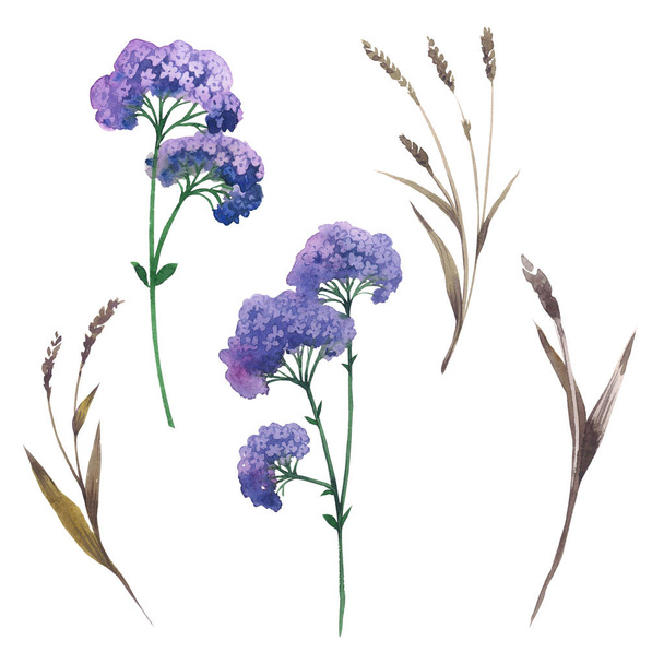 Wildflower orpine flower in a watercolor style isolated. - Fotoğraf, Görsel
