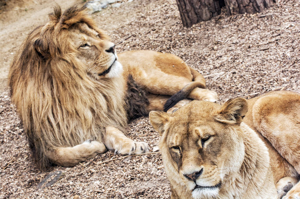 Couple de lions de Barbarie Panthera leo leo, animal en voie de disparition
 - Photo, image
