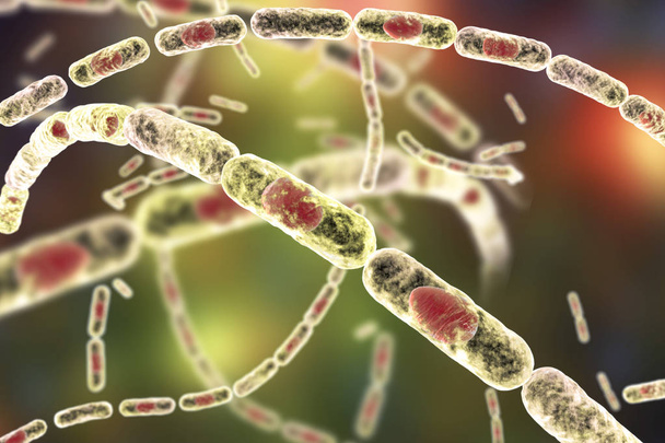 Bacterias Bacillus anthracis
 - Foto, imagen