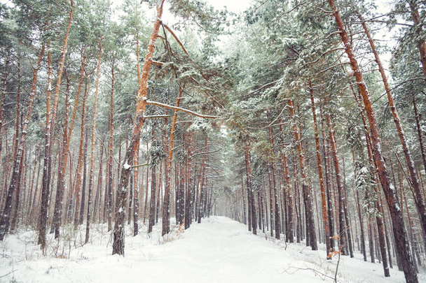 Winter, Winterwald, Schnee, Schneesturm, Wintertag, Nadelwald, Kiefernwald im Schnee, schneebedeckter Weihnachtsbaum, Weihnachtsbaum  - Foto, Bild