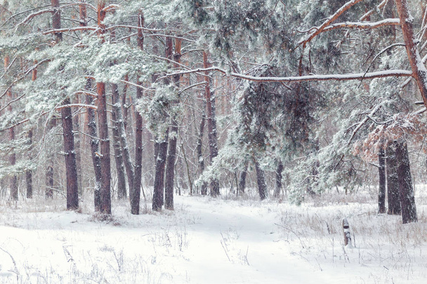 Winter, winter forest, snow, blizzard, winter day, coniferous forest, pine forest in snow, snow-covered Christmas tree, Christmas tree  - Photo, Image