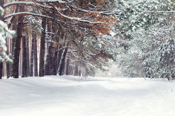 Téli, téli erdő, hó, blizzard, téli napon, tűlevelű erdő, fenyő erdő hó, havas karácsonyfa, karácsonyfa  - Fotó, kép