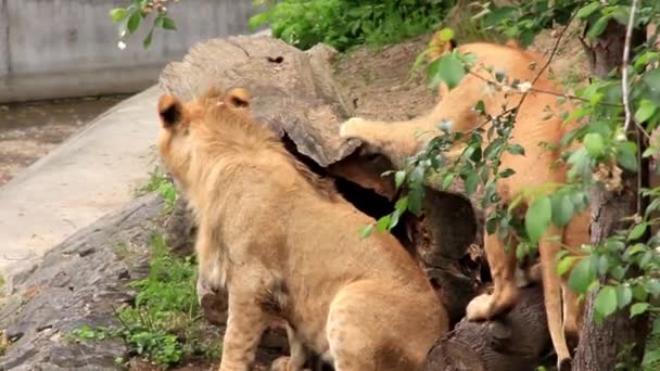 Afrikanische Löwen - Filmmaterial, Video