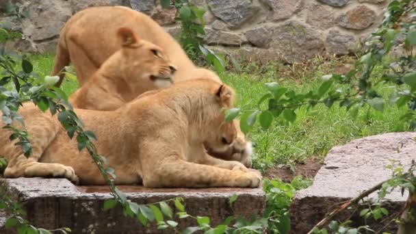 Afrikanische Löwen - Filmmaterial, Video