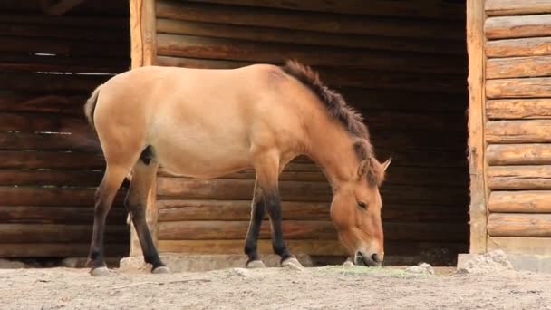 το άλογο Przewalski - Πλάνα, βίντεο