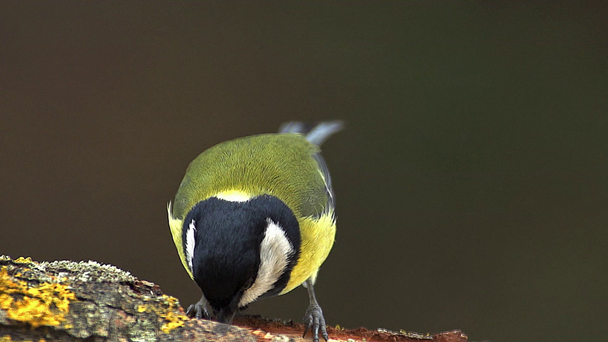 Great Tit, parus major, Male with Seed in its Beak, Taking off from Branch, Normandy, Slow motion - Footage, Video
