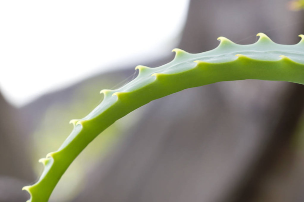 Aloe vera thorns protecting the leaf. - Fotoğraf, Görsel