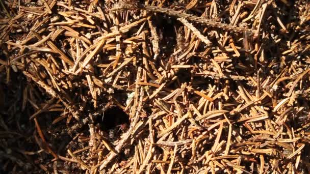 Isot muurahaiset armeija metsässä
 - Materiaali, video