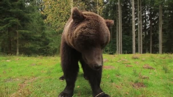 Medvěd hnědý v přírodě blízko - Záběry, video