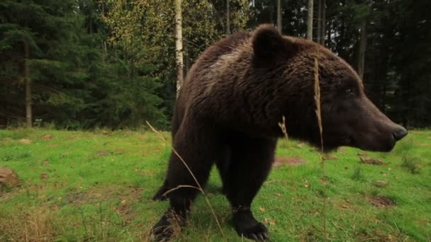 Αρκούδα αναπνέει δυνατά - Πλάνα, βίντεο