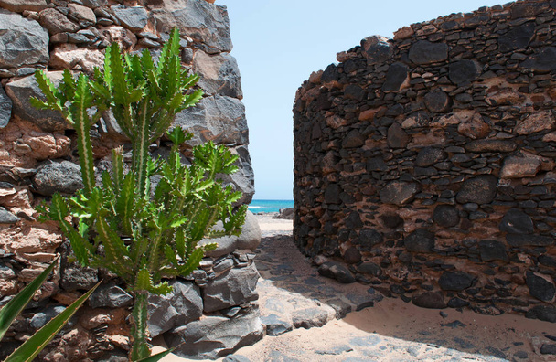 Cactus e muri in pietra in un paesaggio marino
 - Foto, immagini