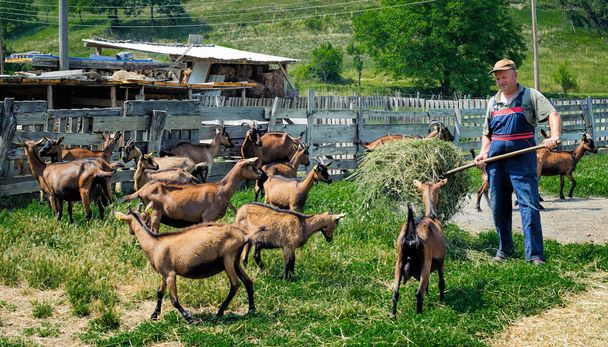 Farmer feeds goats - Valokuva, kuva