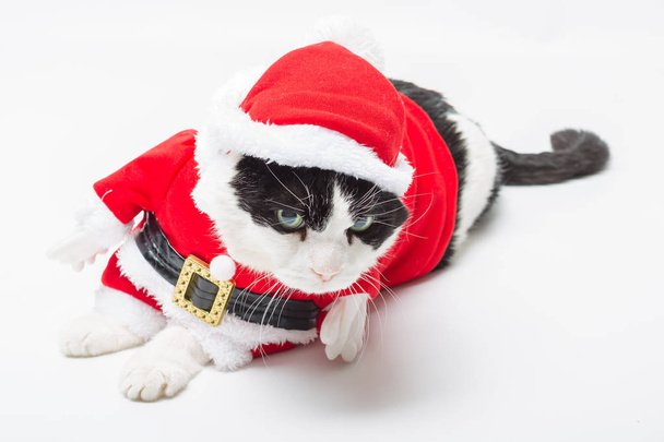 Santa Claus gato
 - Foto, Imagen
