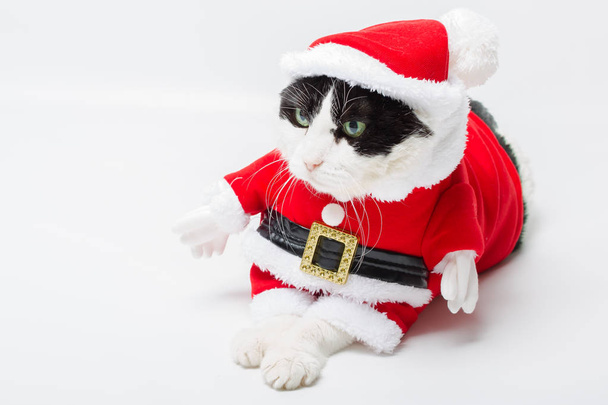 Navidad Santa Gato
 - Foto, Imagen