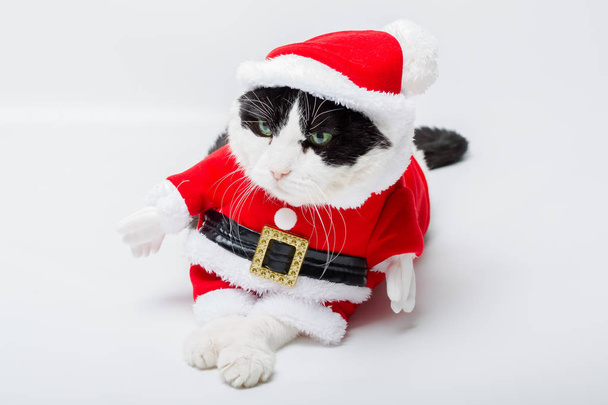 Noel Baba kedi - Fotoğraf, Görsel