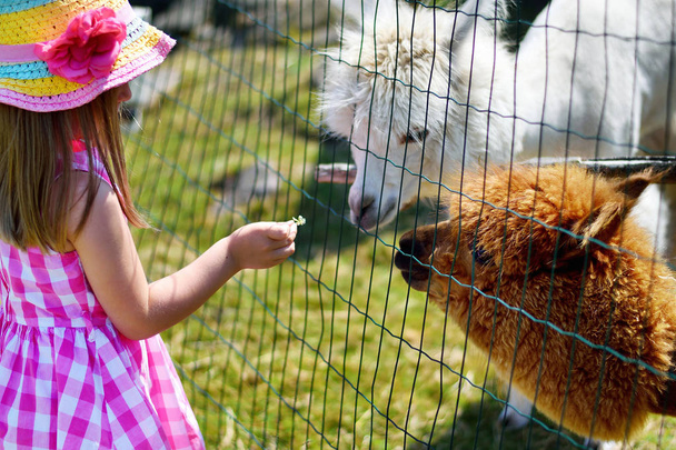日当たりの良い夏の日に動物園でアルパカを餌のかわいい女の子 - 写真・画像