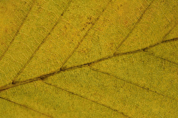 jesienny liść natura tekstury - Zdjęcie, obraz