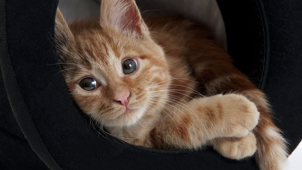 Red Tabby Domestic Cat - Footage, Video