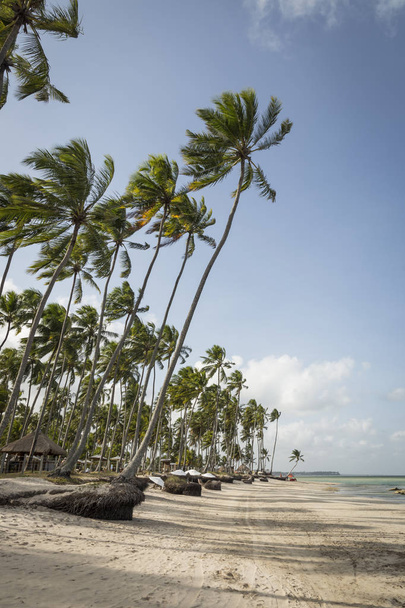 Palm trees in Porto de Galinhas, Recife, Pernambuco - Brazil - Foto, imagen
