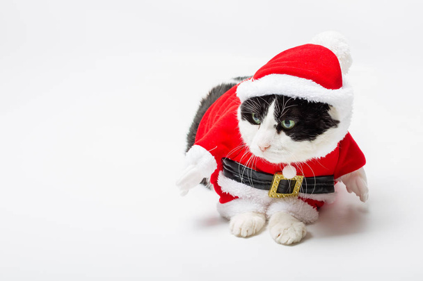 Weihnachtsmann-Katze - Foto, Bild