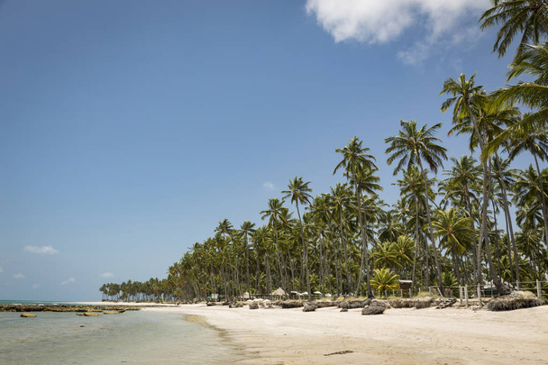 Palm trees in Porto de Galinhas, Recife, Pernambuco - Brazil - Foto, imagen