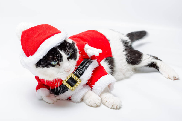 Kedi Santa Noel - Fotoğraf, Görsel