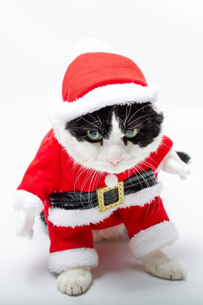 le Chat de Noël
 - Photo, image