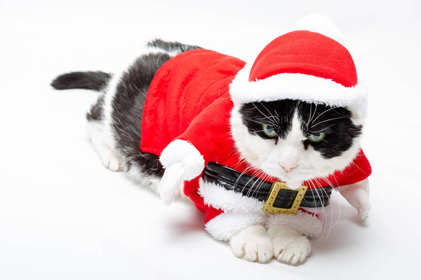 милый рождественский котенок
 - Фото, изображение