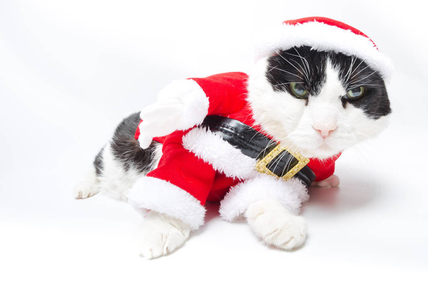 Betrunkene Weihnachtsmann-Katze - Foto, Bild