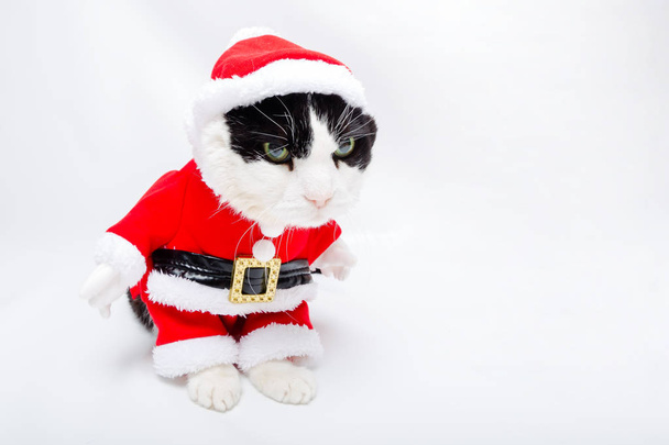 Noel Baba Giydir kedi - Fotoğraf, Görsel