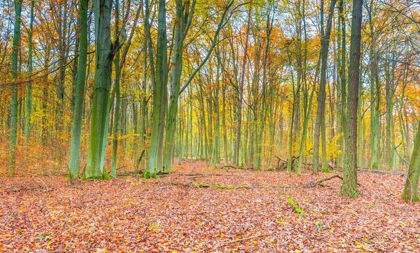 Krásné Evropské les na podzim - Fotografie, Obrázek
