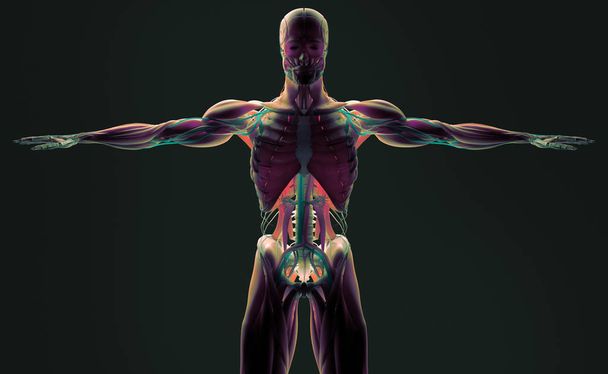 人体解剖モデル - 写真・画像
