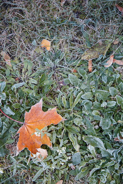 Ahornblätter auf dem Gras mit Raureif bedeckt - Foto, Bild