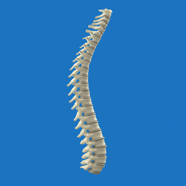 Modelo de columna vertebral humana
 - Foto, Imagen