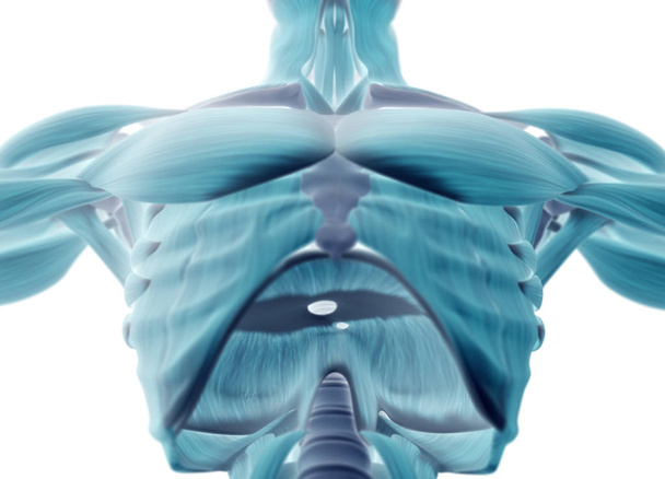 male chest anatomy model - Photo, Image