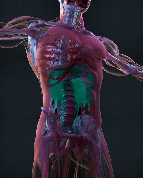 menselijke nieren anatomie model - Foto, afbeelding