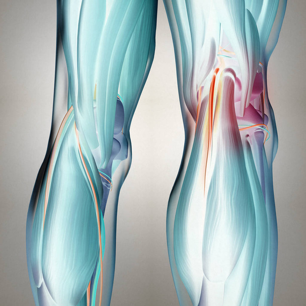Menselijke achterkant benen anatomie - Foto, afbeelding