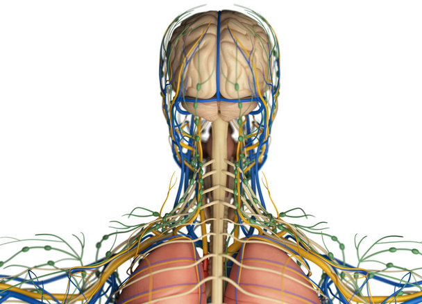 Human head anatomy back view - Photo, Image