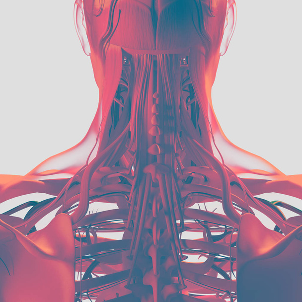 Ανθρώπινο μοντέλο ανατομίας λαιμό και της σπονδυλικής στήλης - Φωτογραφία, εικόνα