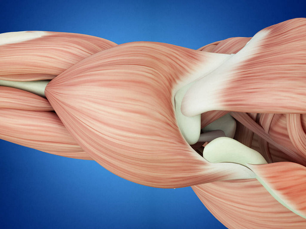 ihmisen lihakset anatomia malli
 - Valokuva, kuva