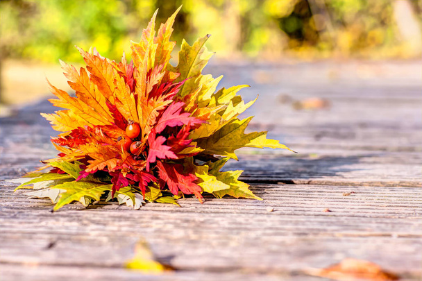 Colorful autumn leaves - Photo, Image