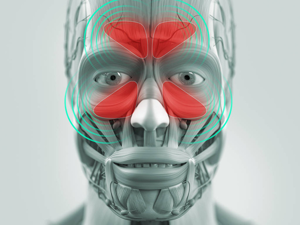 顔解剖モデル - 写真・画像