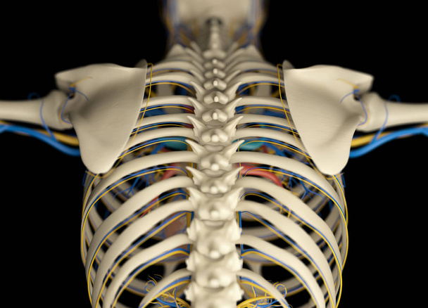 Ανθρώπινη ανατομία πίσω μοντέλο - Φωτογραφία, εικόνα
