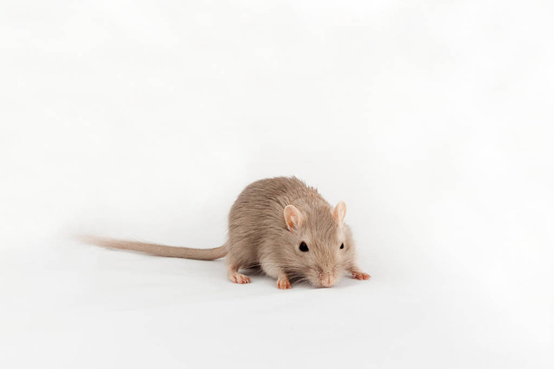 graue Maus  - Foto, Bild